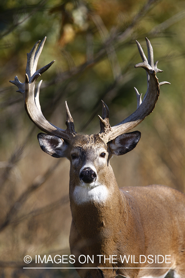 Whitetail buck in habitat