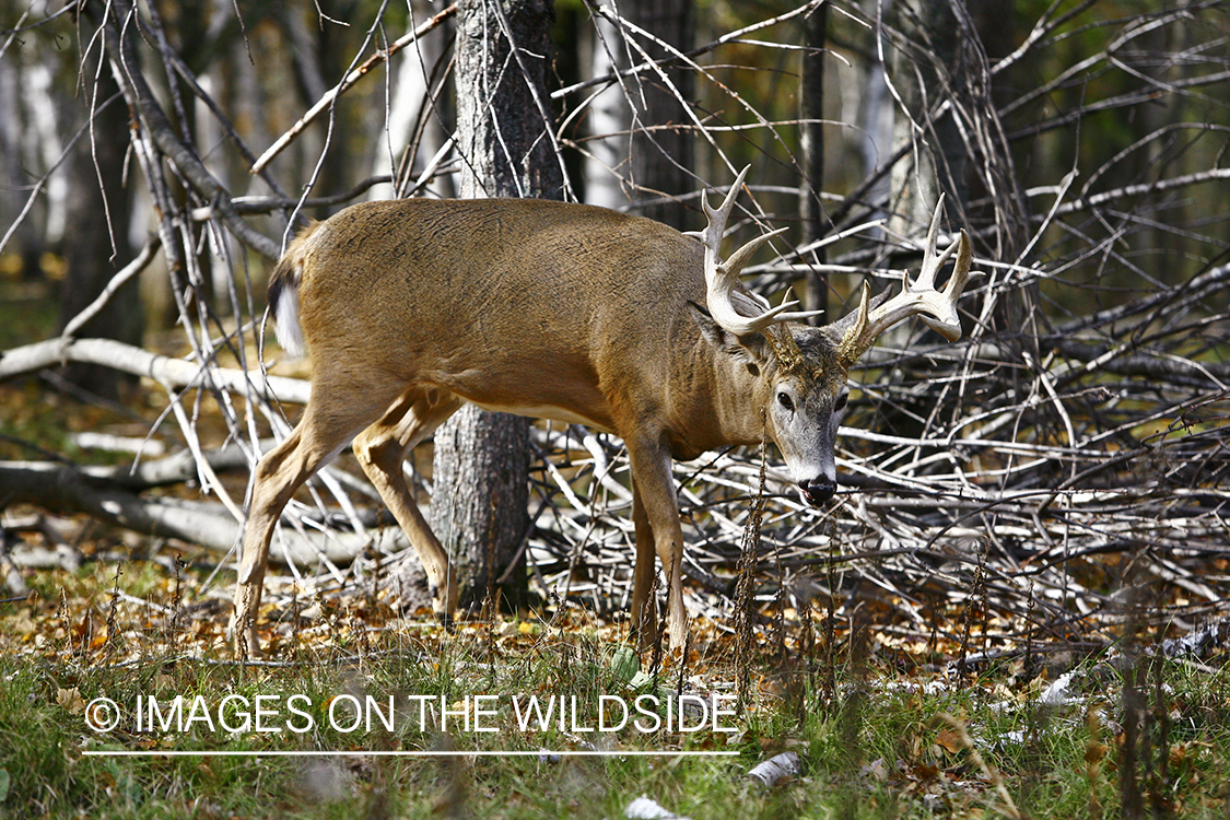 Whitetail buck in habitat