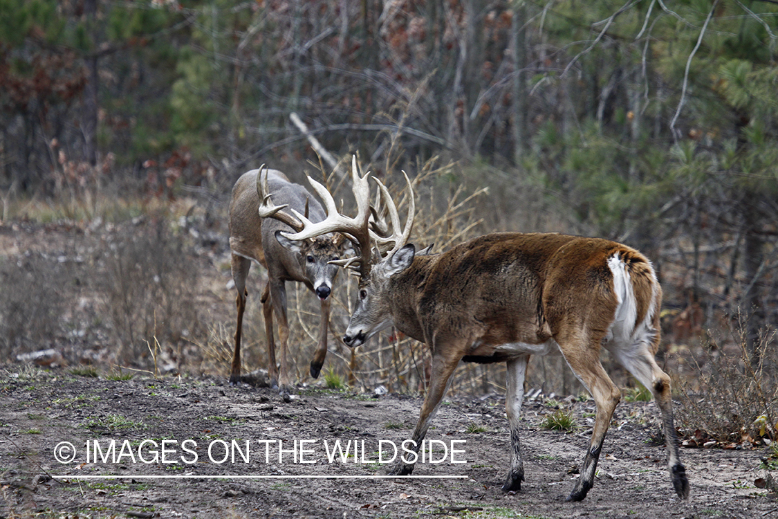 Whitetail bucks in rut.