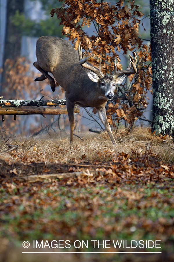 Whitetail buck jumping over fence.