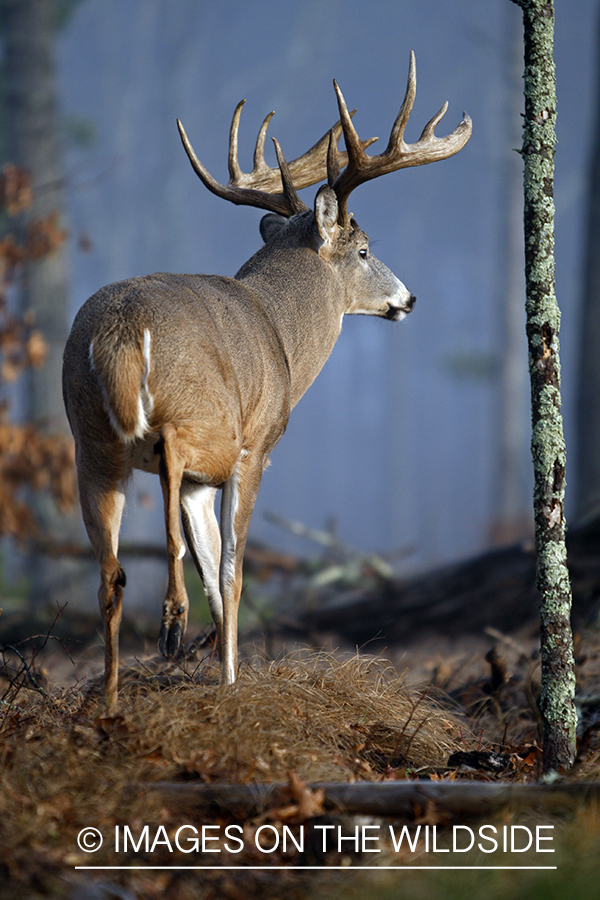 Whitetail buck in habitat.