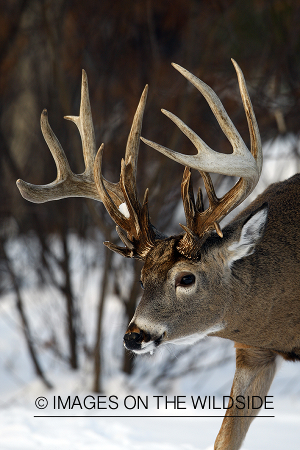 White-tailed buck in habitat.