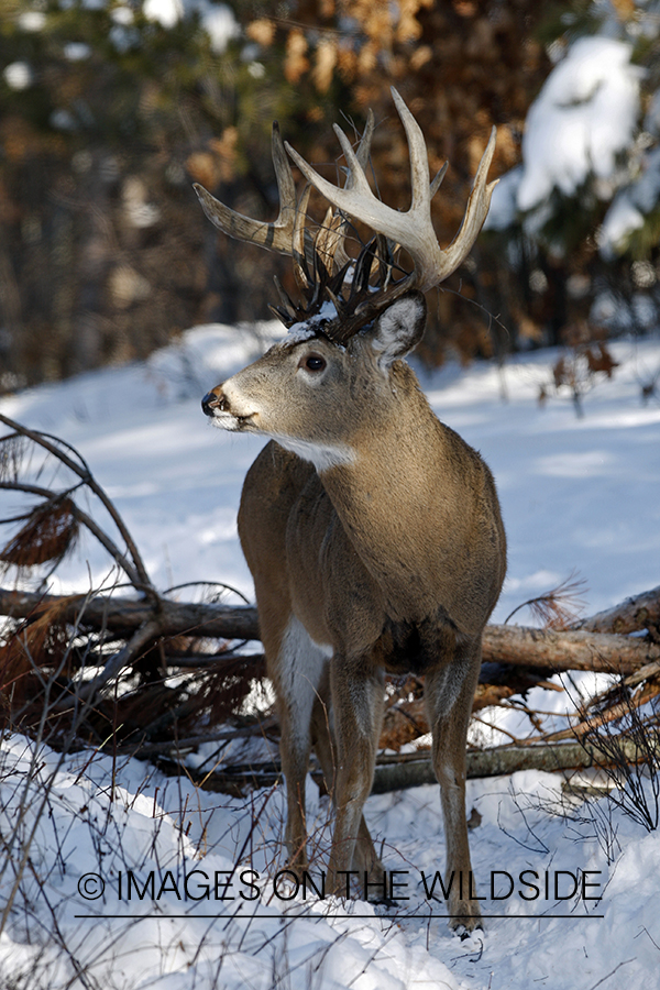 Whitetail in habitat