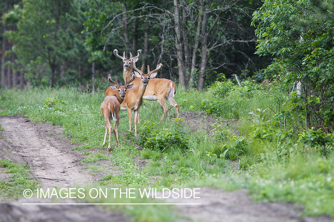 Summer Deer in Velvet