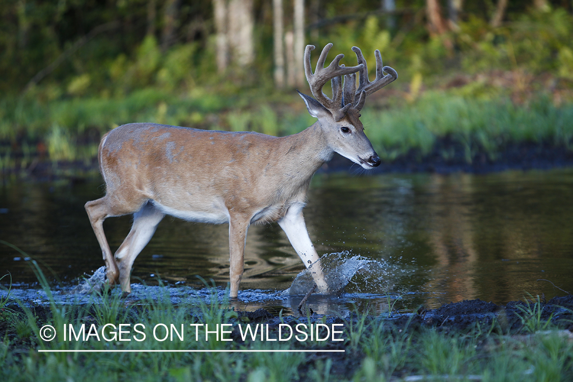 White-tailed deer in velvet