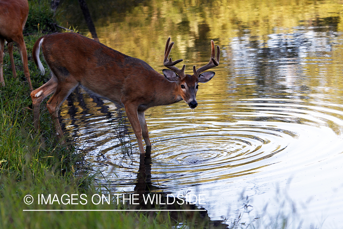 White-tailed buck in velvet 