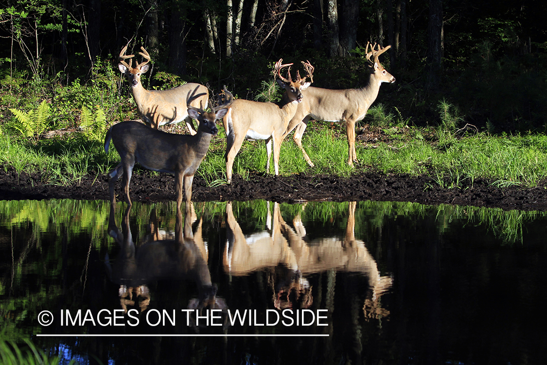 White-tailed bucks in velvet 