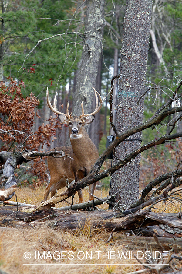 White-tailed buck in habitat. *