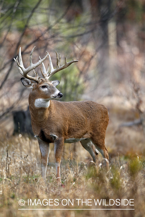 White-tailed buck in habitat. 