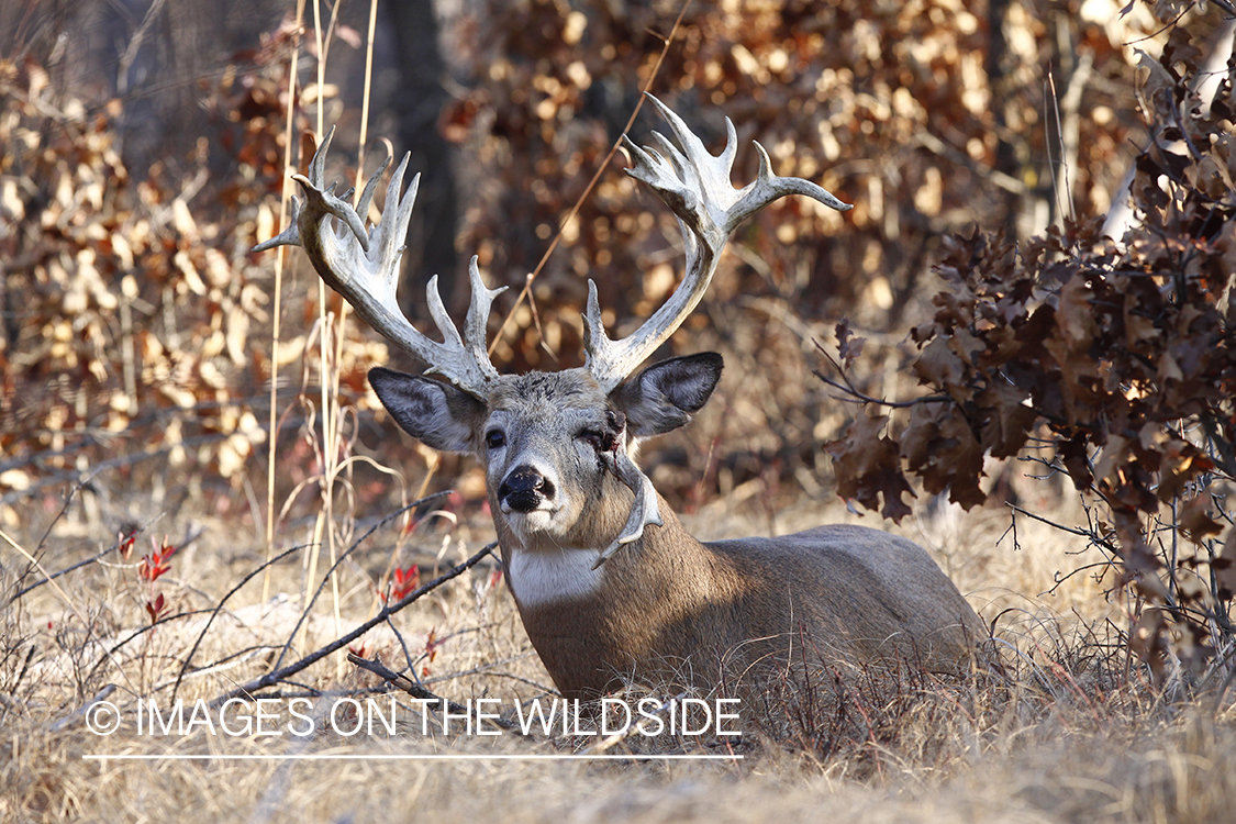 White-tailed buck in habitat. 