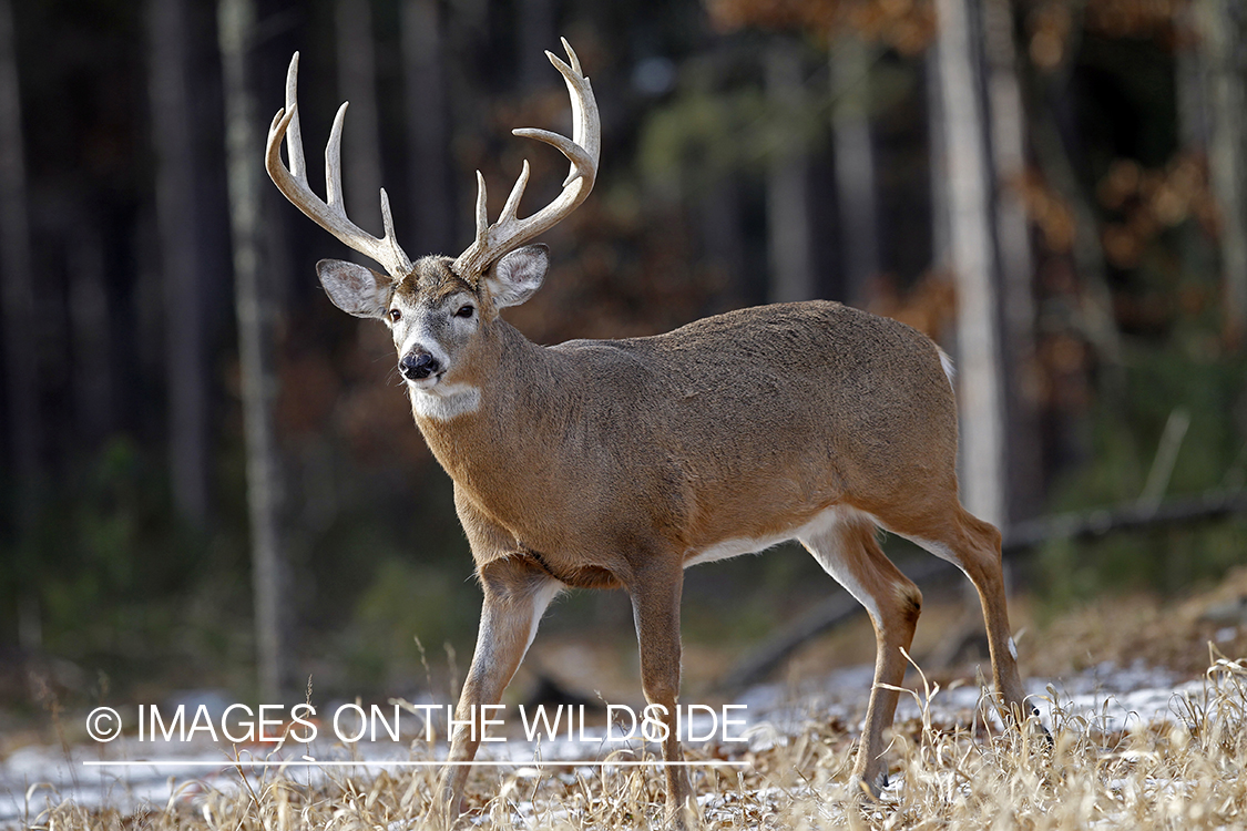 White-tailed buck in habitat. *