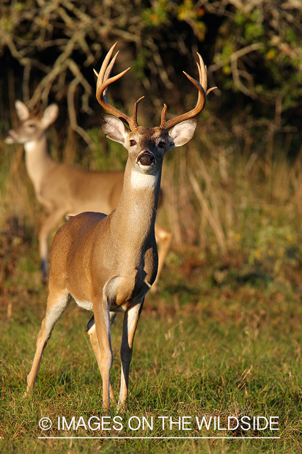 White-tailed buck in habitat. 