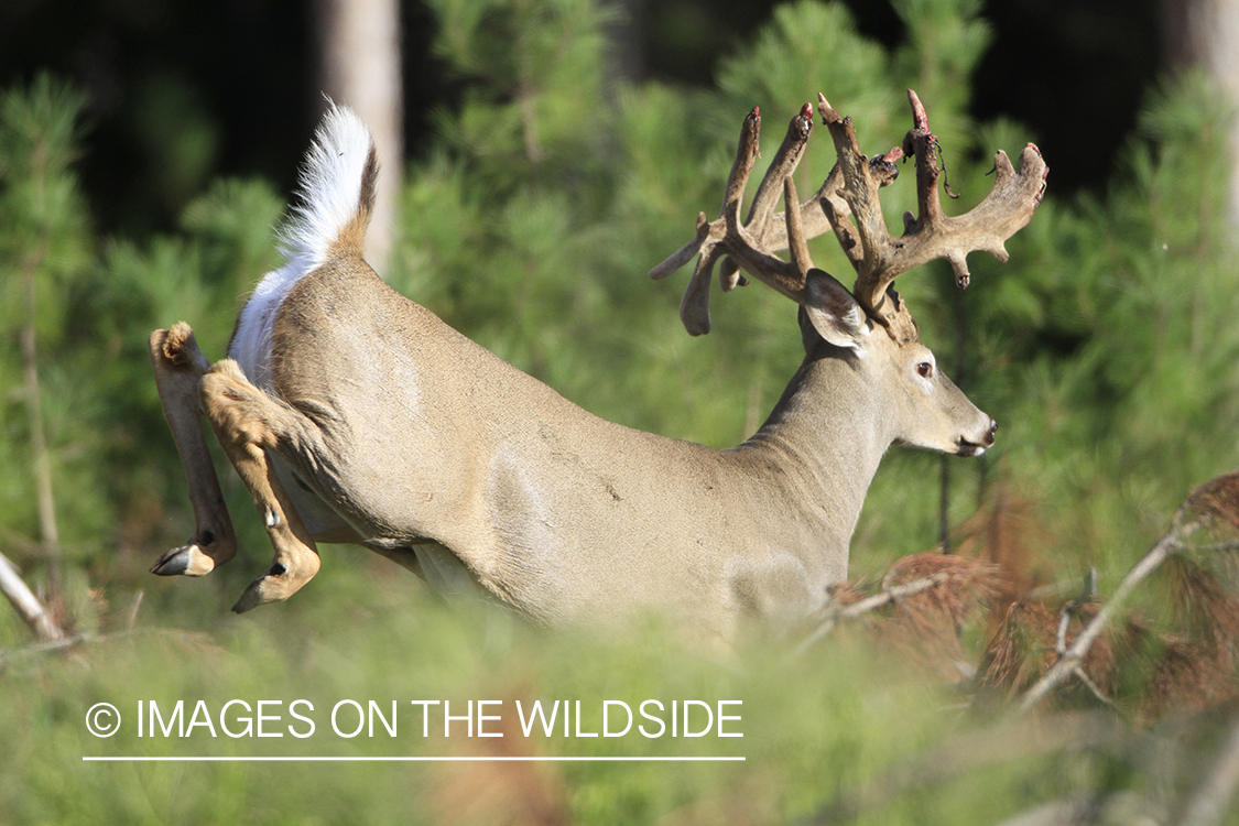 White-tailed buck in habitat. 