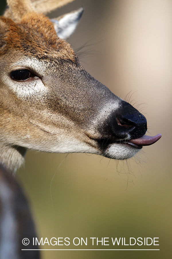 White-tailed buck.