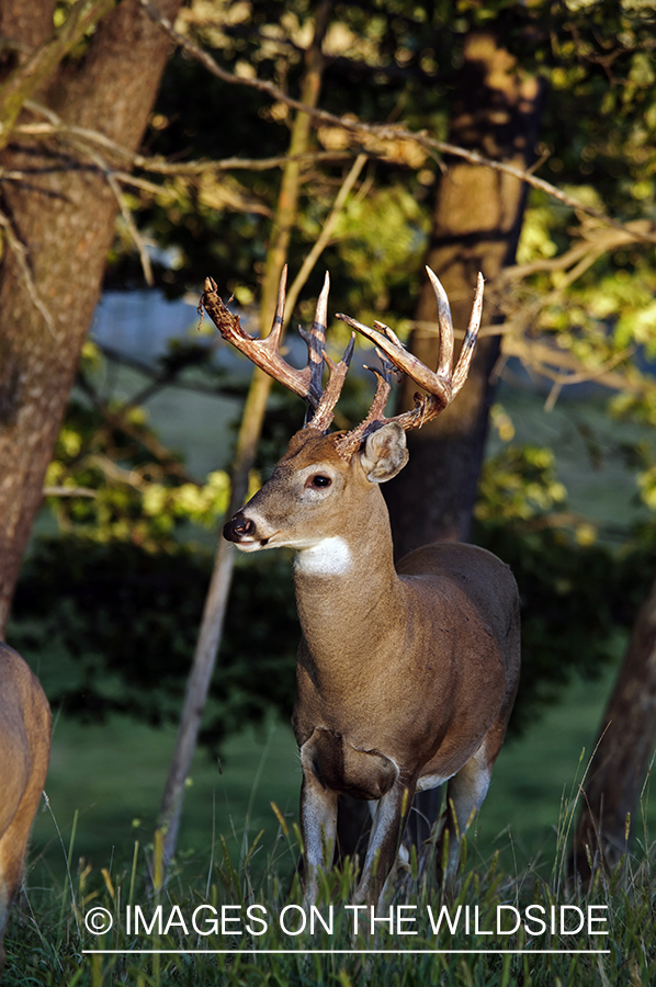 White-tailed buck in habitat. 