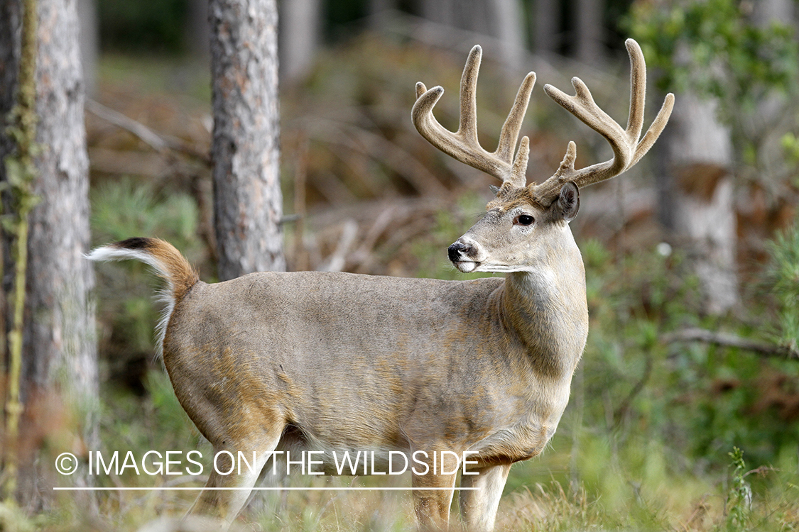 White-tailed buck in velvet.  