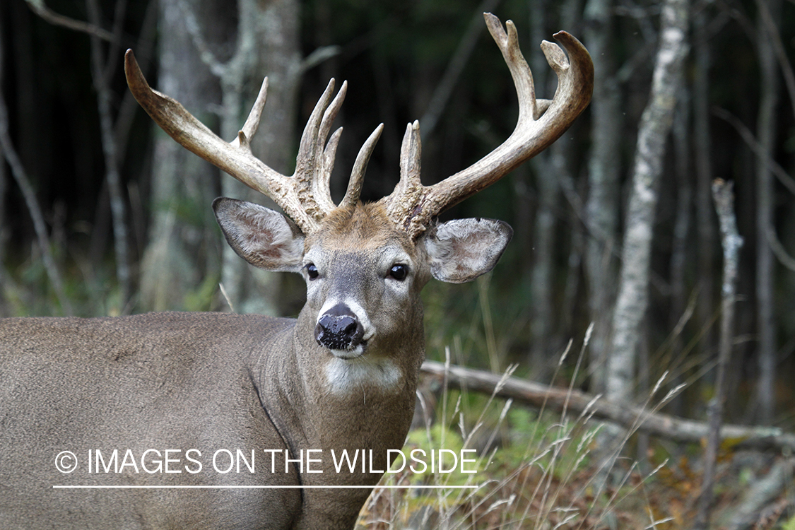 White-tailed buck in habitat.  