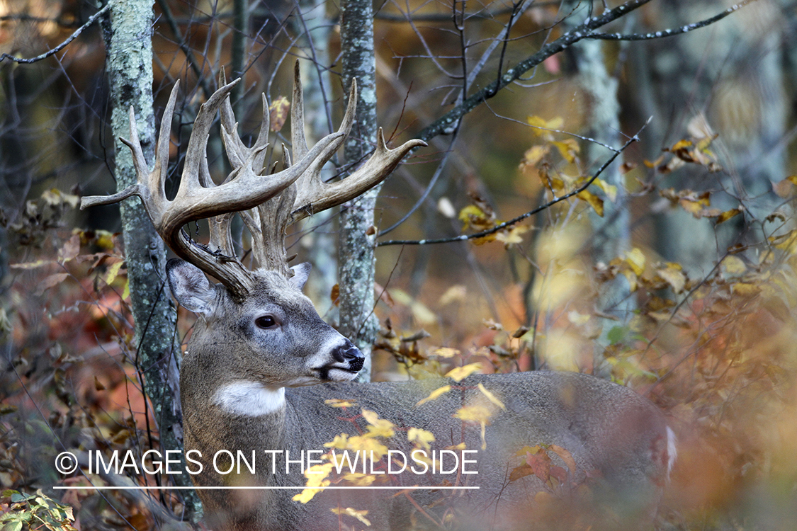 White-tailed buck in habitat. 