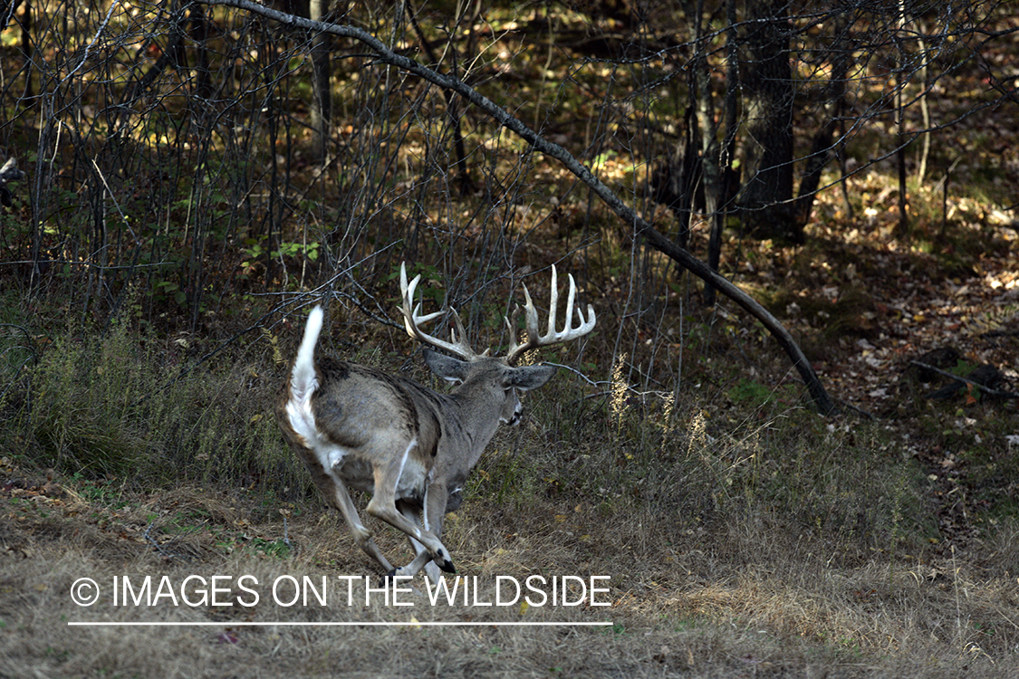 White-tailed buck flagging tail. 