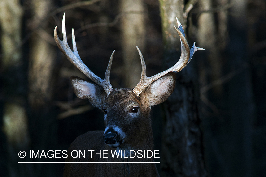 White-tailed buck in habitat. 