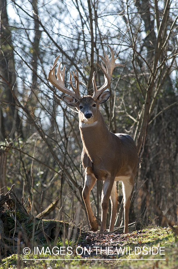 White-tailed buck in habitat. 