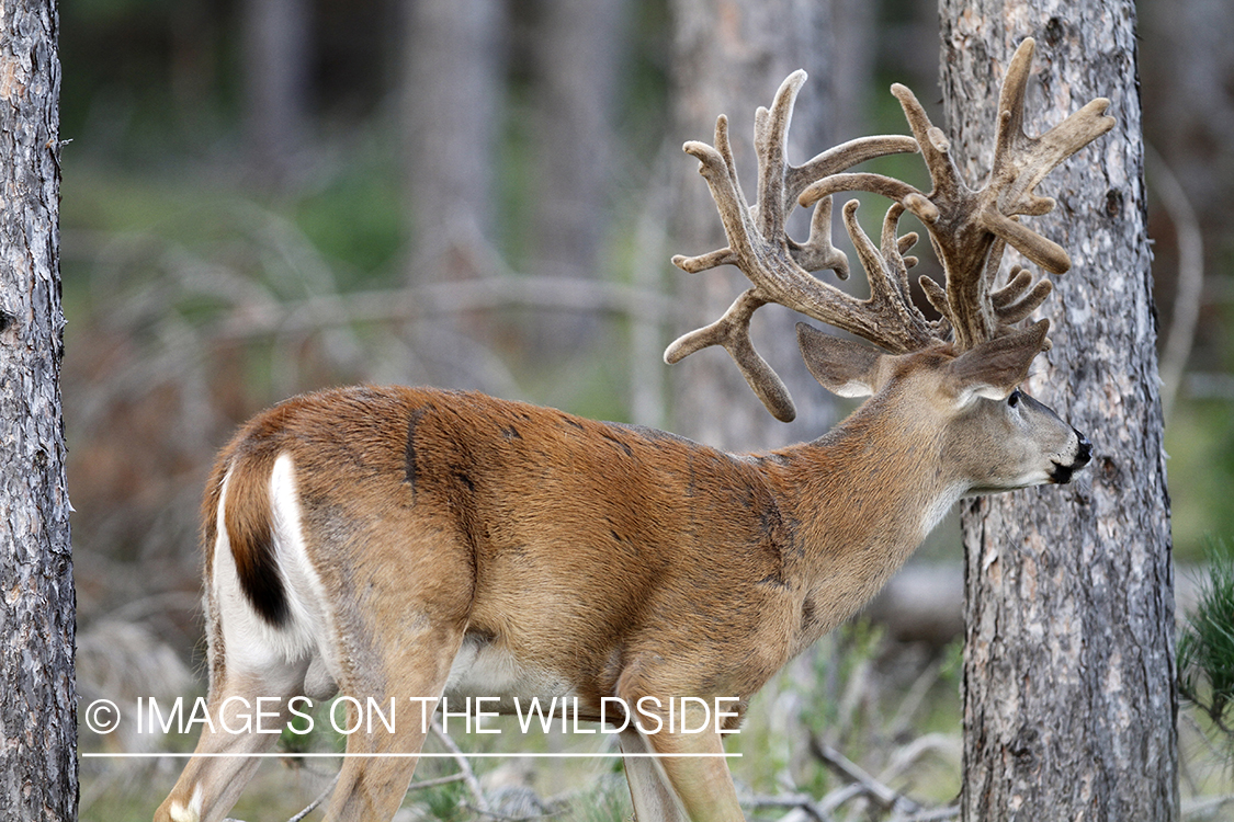 White-tailed buck in velvet.