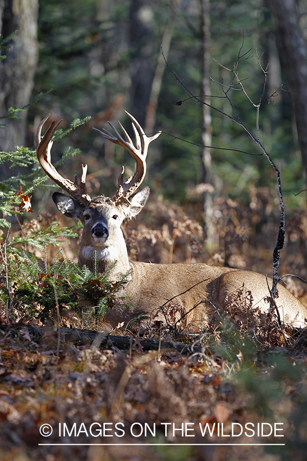 White-tailed buck laying in forest.