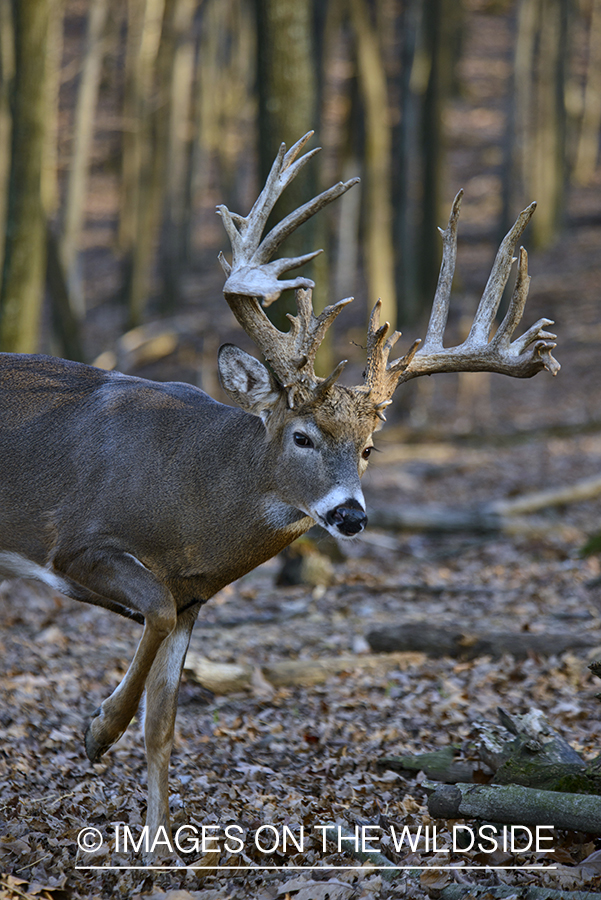 White-tailed buck in habitat.