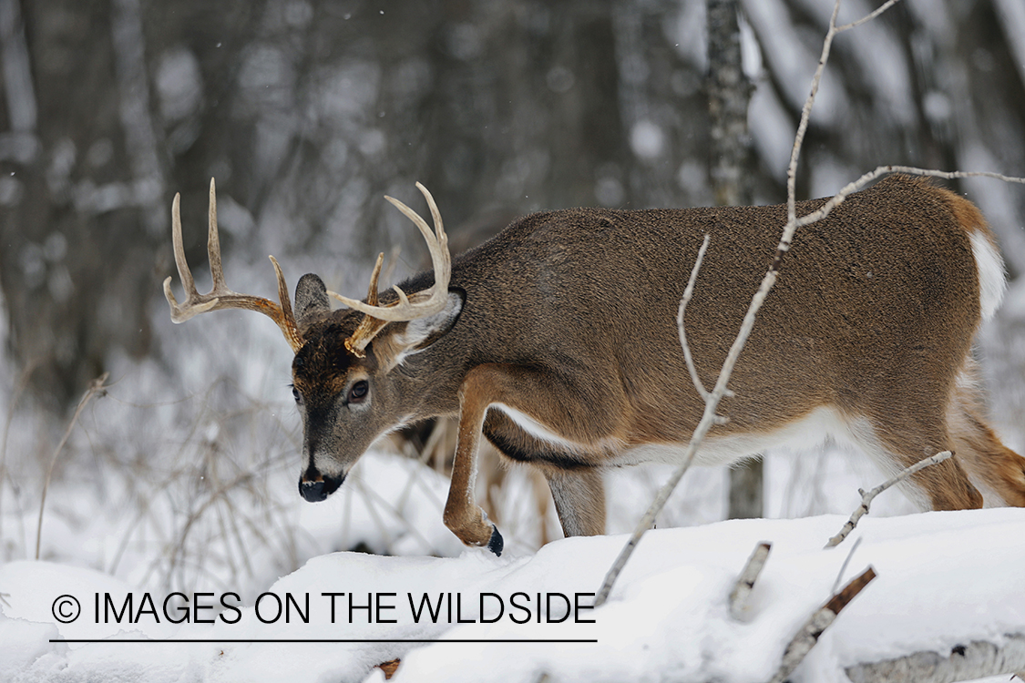 White-tailed buck displaying aggressive behavior. 