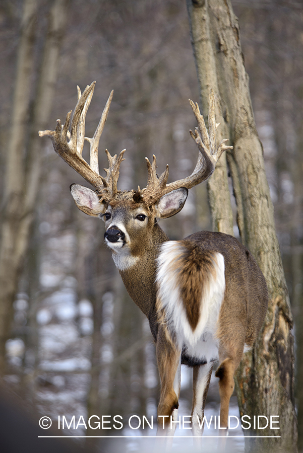 White-tailed buck in habitat.