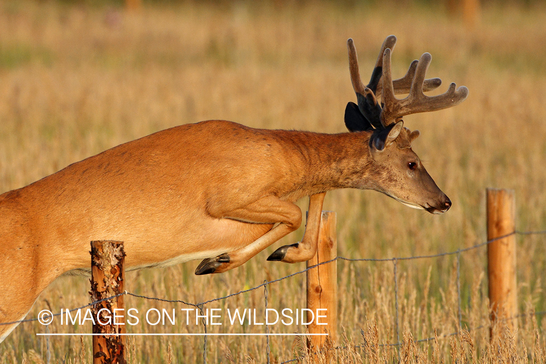 White-tailed buck jumping a fence.