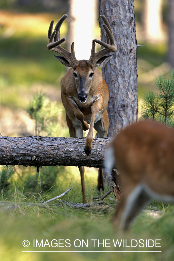 White-tailed buck in habitat.