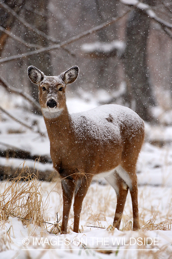 White-tailed doe in snow.