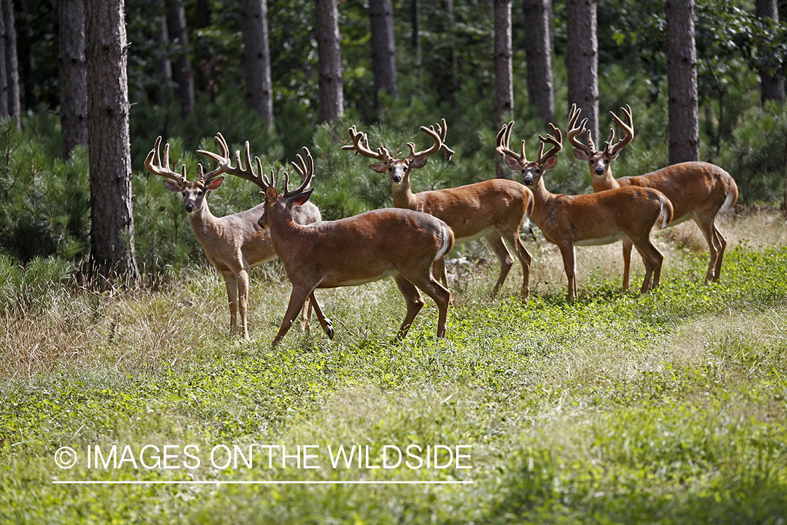 White-tailed bucks in velvet.