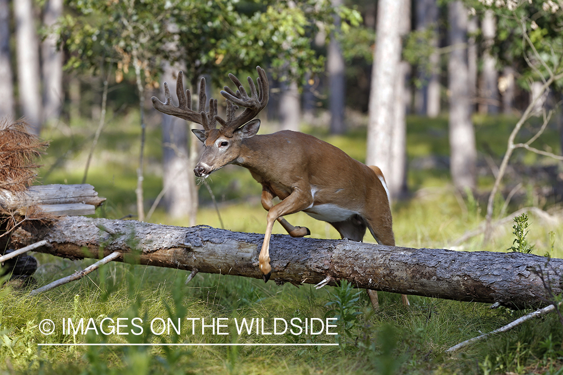 White-tailed buck in velvet jumping downed tree.