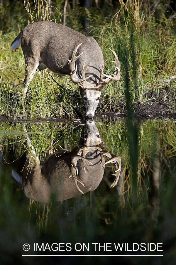 White-tailed buck with reflection.