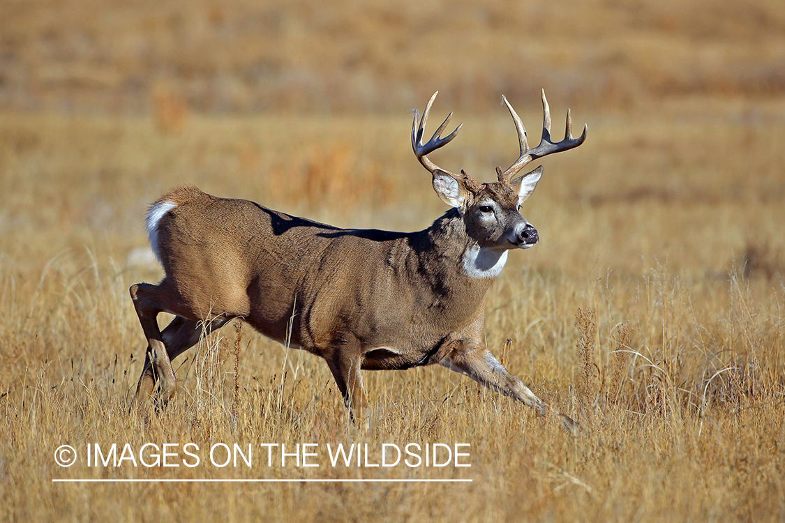 White-tailed buck fleeing in habitat.