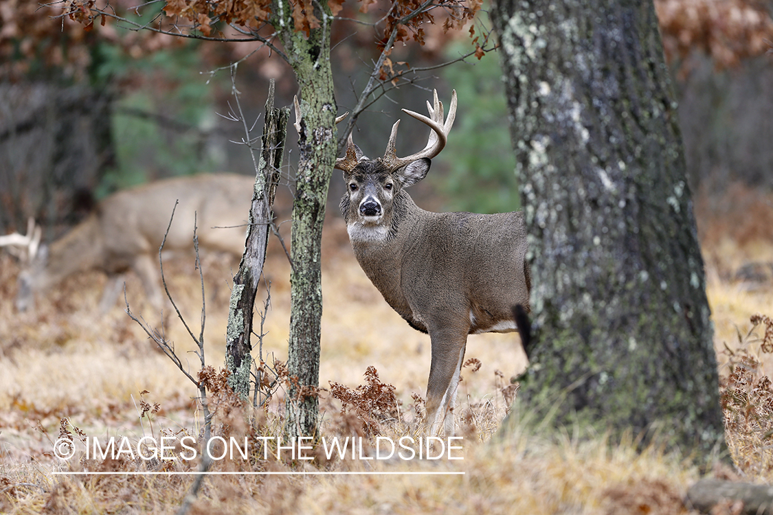 White-tailed buck in rut.