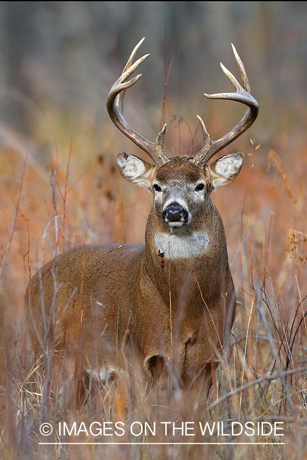 White-tailed buck in habitat.