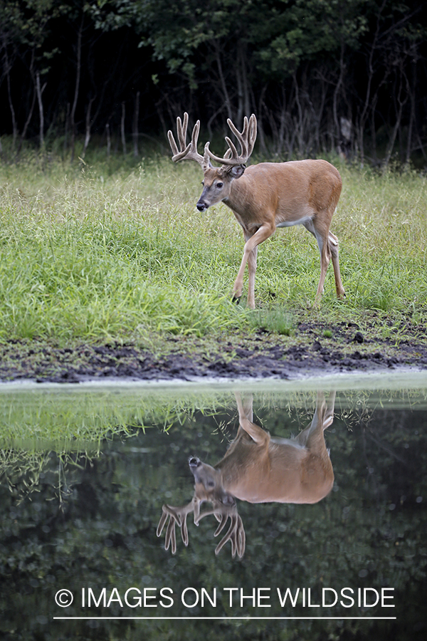 White-tailed Buck in Velvet by spring.