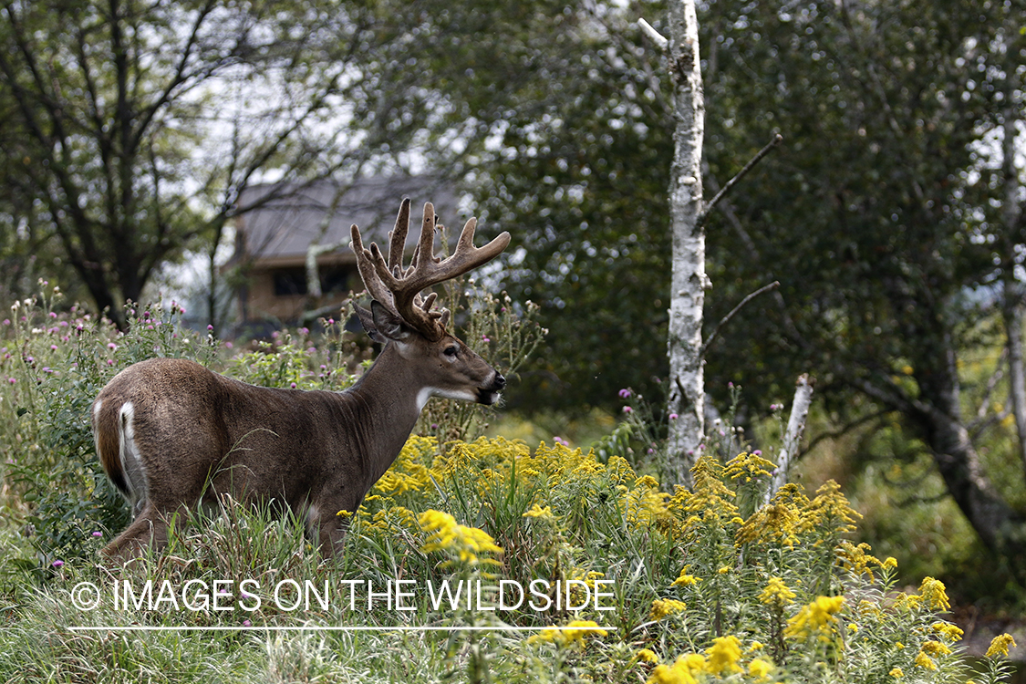 Big white-tailed buck in habitat.