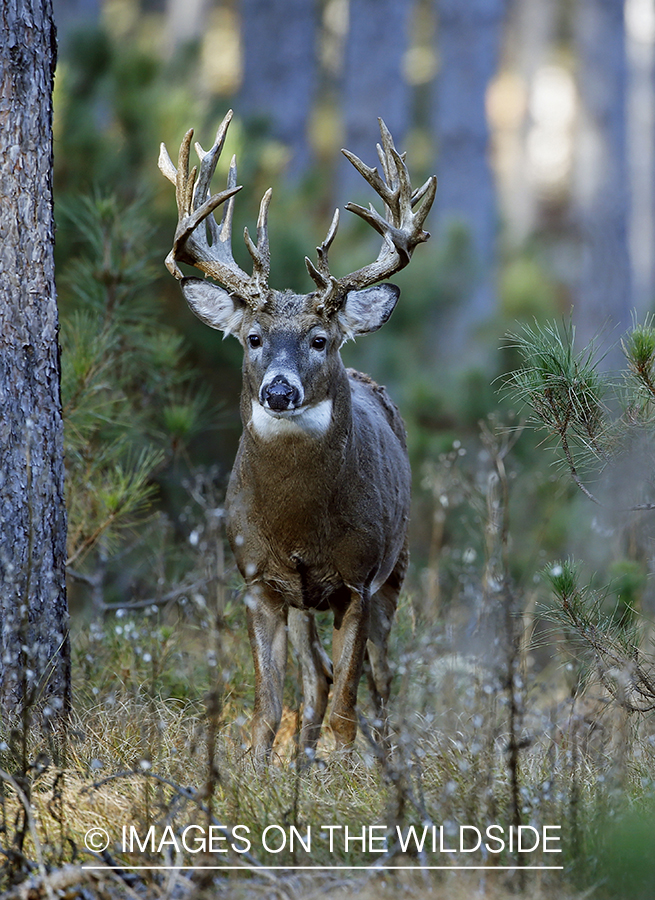 White-tailed buck in woods.