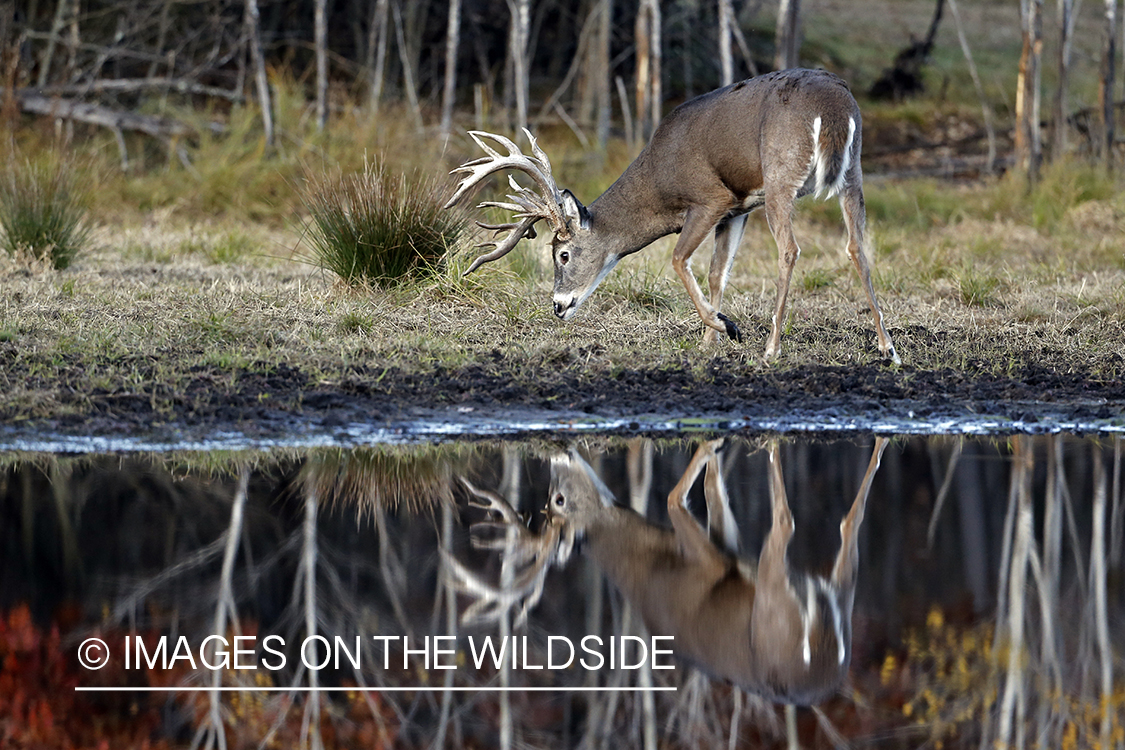 White-tailed buck with reflection in water.