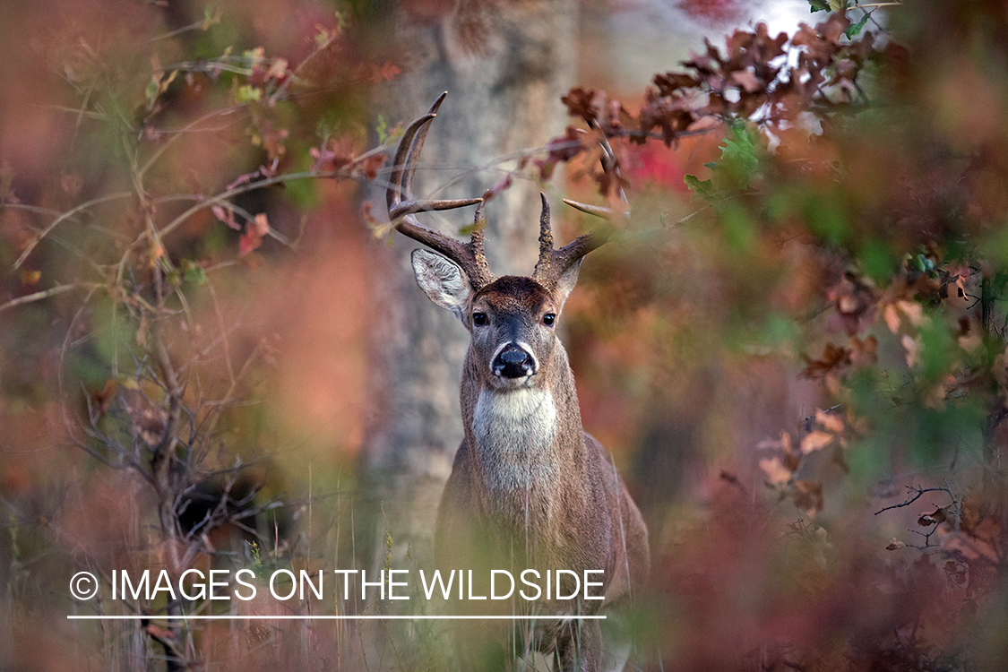 White-tailed buck in habitat.