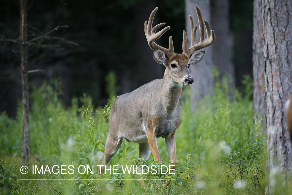 White-tailed buck in velvet.