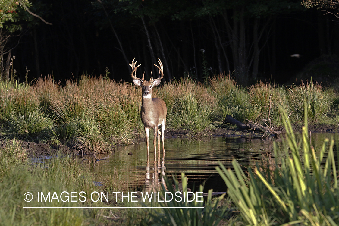 White-tailed buck at waters edge.