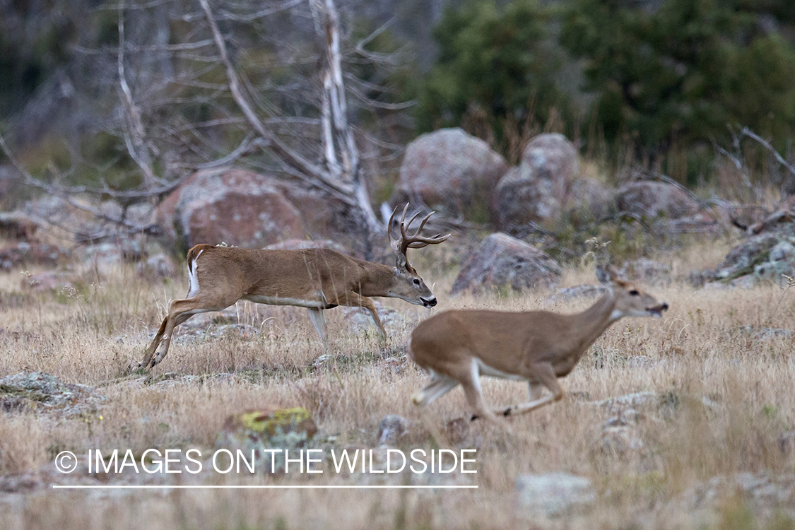 White-tailed buck in rut with doe.