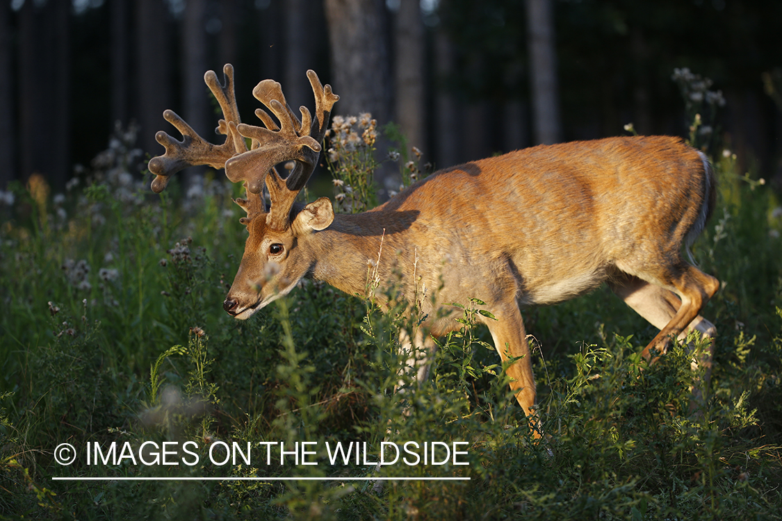 White-tailed buck in field.