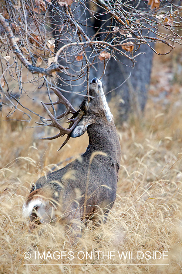 White-tailed buck making scrape.