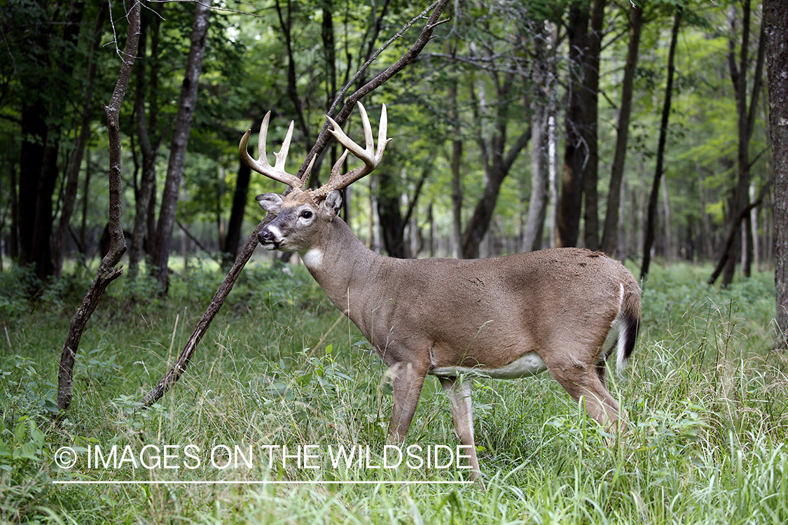 White-tailed buck in the rut.